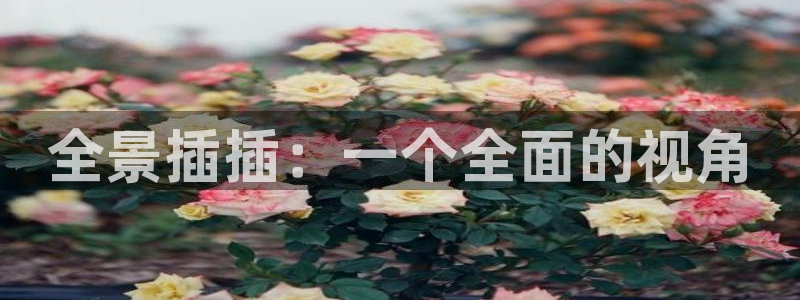 动漫羞羞影院：全景插插：一个全面的视角